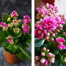 Kalanşo Emel Hanım Kalanchoe Çiçeği Kalanşo Pembe 8.5 Saksıda Çiçekli Bodur Bitki