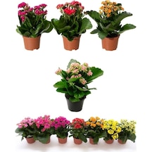 Kalanşo Çiçeği, Kalanchoe Çiçeği Fidanı 10-20 Cm 1 Adet