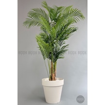 Biçiçek Yapay Areka Ağaci 220 Cm 4 Gövdeli̇ Krem Yali Saksıda