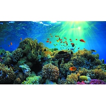 Kanki Pet 55 cm  KP5540021 Akvaryum Arka Fon Yapıştırma  55x40 cm