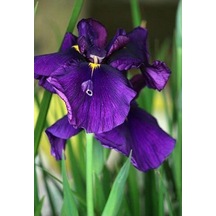 Mezarlık Çiçeği Iris Çiçeği Mor Zambak 10-20 Cm