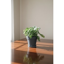 Monstera Adansonii İthal