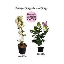Kartopu Çiçeği 1 Adet +kokulu Leylak Çiçeği 1 Adet Saksılı Bahçe Peyzaj Seti