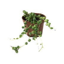 Senecio Herreianus (Tesbih Çiçeği) Ø5,5 CM Y0-10 CM