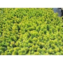 Sarı Sedum 180 Adet - Yer Örtücü Çok Yıllık Bitki