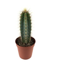 Pilosocereus Azureus (Kaktüs) Ø5,5 CM Y0-10 CM