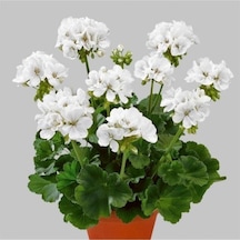 Peri Beyazı Sardunya Fidanı 10-20 Cm