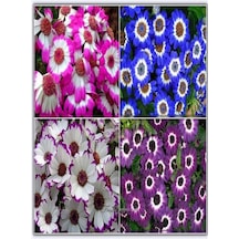 4 Renk 4 Adet Sineralya Çiçeği 25-30cm Saksılı Cineralia Flower
