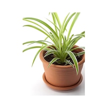 Kurdele Çiçeği 20-40cm Salon Dekoratif Çiçeği