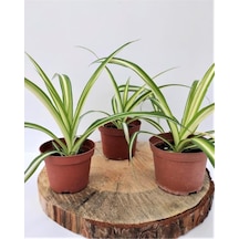 Kurdele Çiçeği 1 Adet Chlorophytum Comosum Kurdela Çiçeği 10-20 Cm