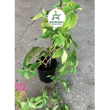 Duvar Örtücü Amerikan Sarmaşığı 55-80cm Tüplü/saksılı Bahçe Sarmaşığı
