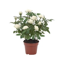 Gardenbox Minyatür Gül Saksılı Beyaz