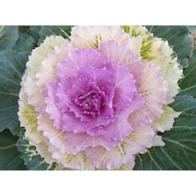 10 Adet Mix Decorative Cabbage Tohumu