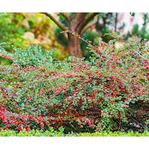 Cotoneaster Horizontalis 10 Adet - Yayılıcı Dağ Muşmulası
