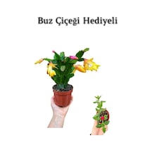 Kadınlar Gününe Özel Sarı Renk Yılbaşı Çiçeği Sarı Milii Kaktüs Hediyeli