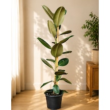 Kauçuk Ağacı Ficus Elastica 60-80 Cm Tekli Gövde Formu