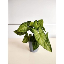 Melek Kanadı Sarmaşığı 1 Adet Saksılı 20-40cm İç Mekan Salon Ofis Çiçeği