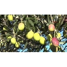 Zeytin Fidanı Sarı Ulak