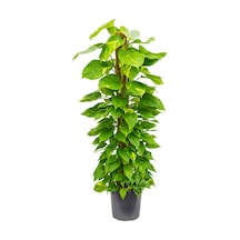 Pathos – Salon Sarmaşığı (Bitki Destek Çubuklu) 60-80 cm