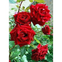 Kokulu 3 Adet Kırmızı Gül Fidanı Saksılı 50-80cm Red Rose Sapling