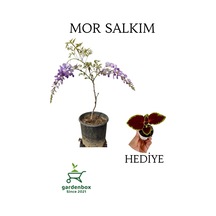 Mor Salkım Ağacı Fidanı Sarmaşık 1 Adet Saksılı 30-60cm+yaprak Güzeli