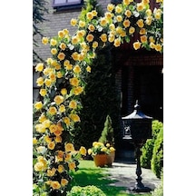 10 Adet Sarı Sarmaşık Gül Tohumu