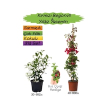 Kırmızı Renk Begonvil+kokulu Yıldız Yasemin+buz Çiçeği 3'lü Peyzaj Seti
