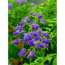1 Adet Ağaç Menekşesi Fidanı Saksılı 60-120cm Japanese Tree L
