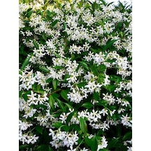 Mis Kokulu Arap Yasemini Fidanı 80-150cm Saksılı Arabian Jasmine Seedling
