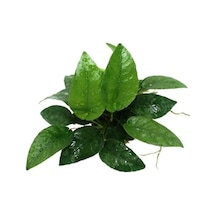 Anubias Species 5-6 Yapraklı Kök Canlı Bitki Genel