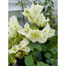Videolu 1 Adet Beyaz Begonvil Çiçeği 30-60 Cm Tüplü Çiçekli Bodur Bitkiler Begonia