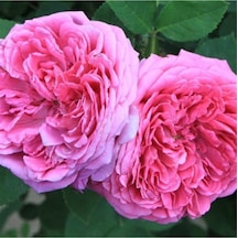 Isparta Gülü Rosa Damascena Fidanı 10-20 Cm