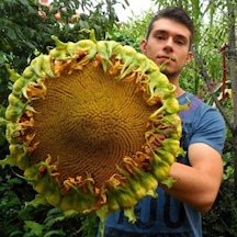 Ayçiçeği Tohumu 10 Tohum Günebakan Çiğdem + Tohum