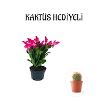Öğretmenler Gününe Özel Pembe Renk Yılbaşı Çiçeği-kaktüsü Kaktüs Hediyeli