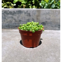 Tespih Çiçeği Senecio Rowleyanus 10 Adet