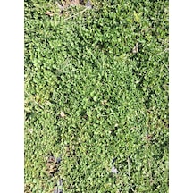 Fare Kulağı Dichondra Repens