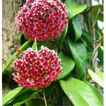 Mum Çiçeği Pembe Fuşya Hoya Carnosa Kokulu 1.kalite 9 Cm Saksıda