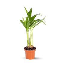 Mini Areka - Dypsis Lutescens 30 Cm