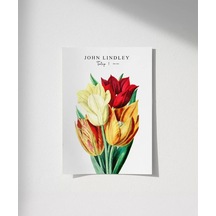 Çerçevesiz Poster John Lindley Lale