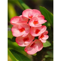 Pembe Milli Dikenler Tacı Çiçeği Mega Boy 1 Adet Saksılı 40-60 Cm Kaktüs Euphorbia
