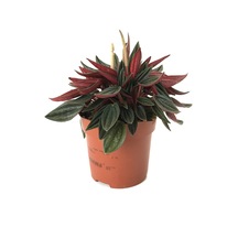 Peperomia Caperata N11.4236