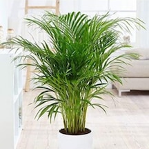 Serada Decor Plant Areka Palmiyesi 85-105 Cm Arası Formlu İç Mekan Ve Salon Bitkisi