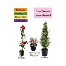 Mis Kokulu Arap Yasemini+turuncu Begonvil+telgraf Çiçeği 3'lü Bahçe Seti