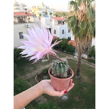Echinopsis Oxygona - Büyük Boy Kaktüs