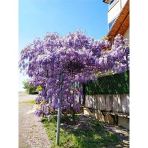 Mor Salkım Çiçeği Fidanı 60 80cm 1 Adet Saksılı Dış Mekan Bitkisi Salkım Lale Muscari