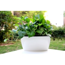 Kendinden Sulamalı Parlak Oval Akıllı Saksı Büyük Boy 29 X 14 X 15 Cm