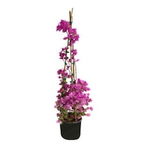 Begonvil Çalı Bougainvillea