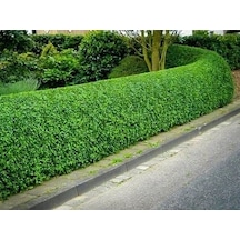 Tüplü liküstürüm (Ligustrum) Fidanı