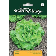 Genta - İnce Yapraklı Ve Sıcağa Dayanıklı Kıvırcık Marul Tohumu