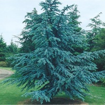 Himalaya Sediri 70-80cm